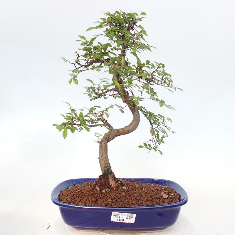 Indoor bonsai - Ulmus parvifolia - Small-leaved elm