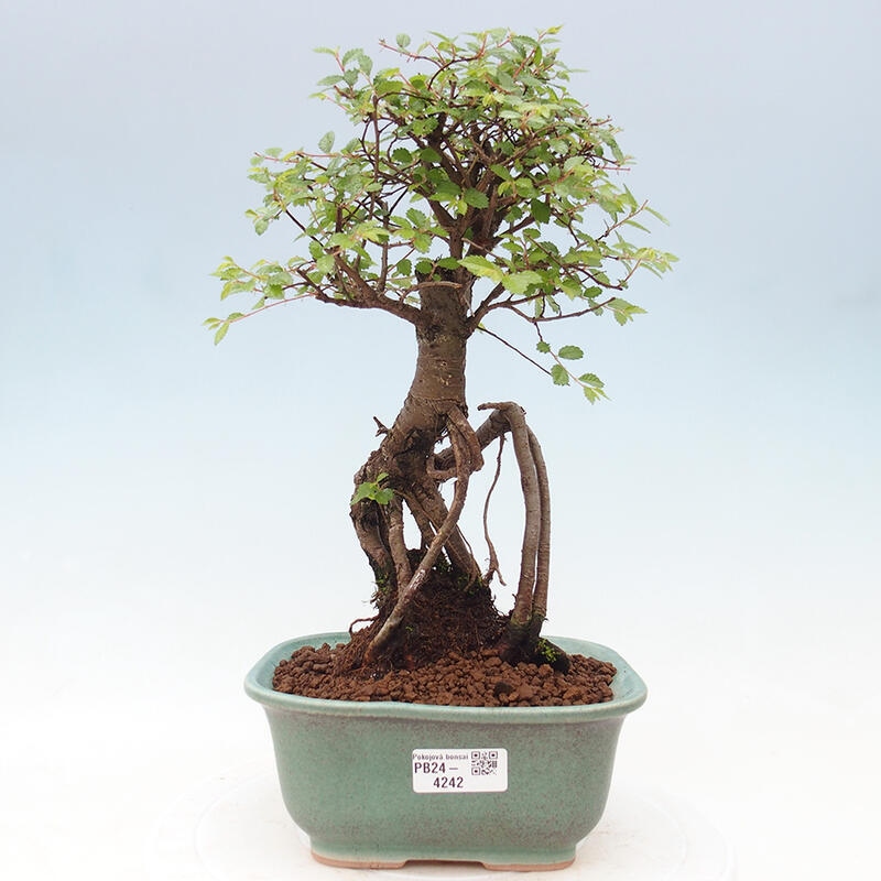 Indoor bonsai - Ulmus parvifolia - Small-leaved elm