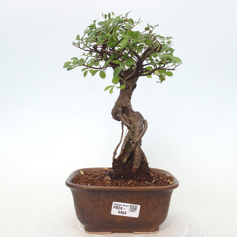 Indoor bonsai - Ulmus parvifolia - Small-leaved elm