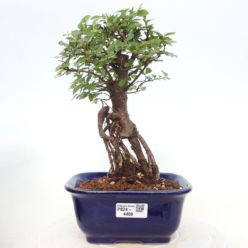 Indoor bonsai - Ulmus parvifolia - Small-leaved elm