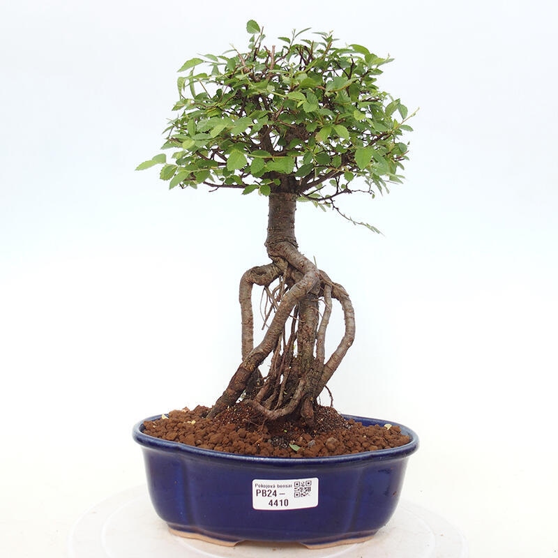 Indoor bonsai - Ulmus parvifolia - Small-leaved elm