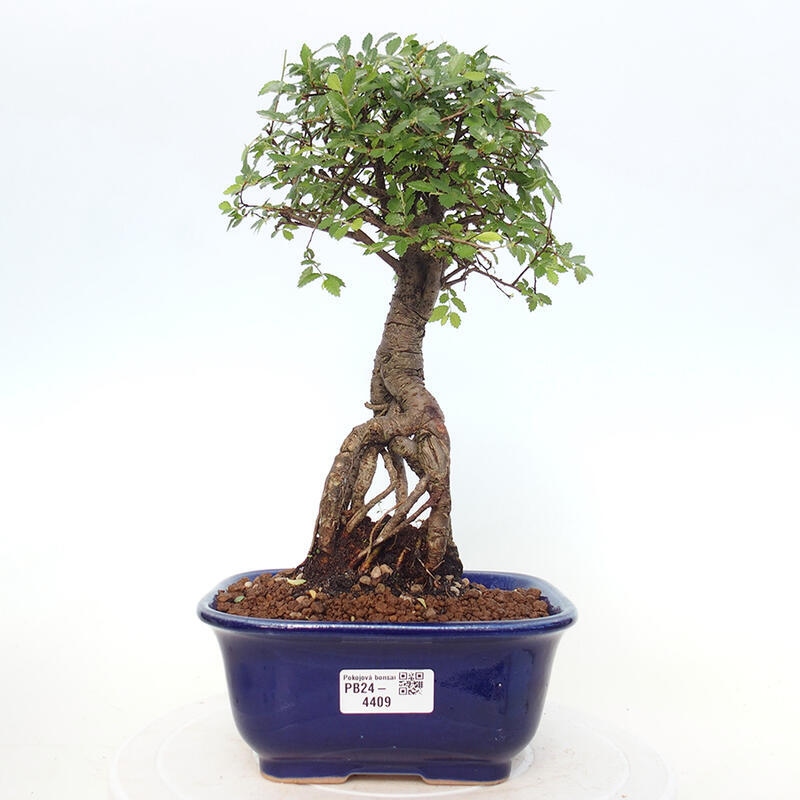 Indoor bonsai - Ulmus parvifolia - Small-leaved elm