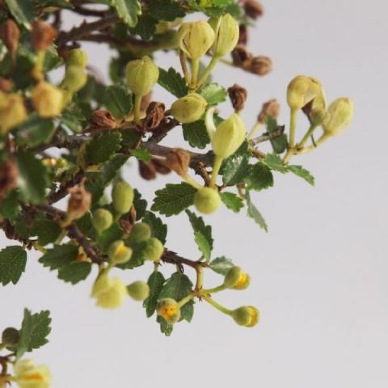 Indoor bonsai - Ulmus parvifolia - Small-leaved elm