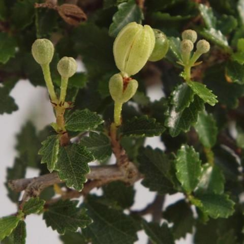 Indoor bonsai - Ulmus parvifolia - Small-leaved elm