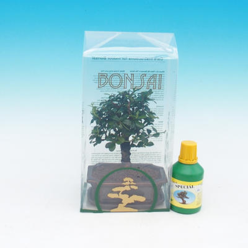 Room bonsai in a gift box