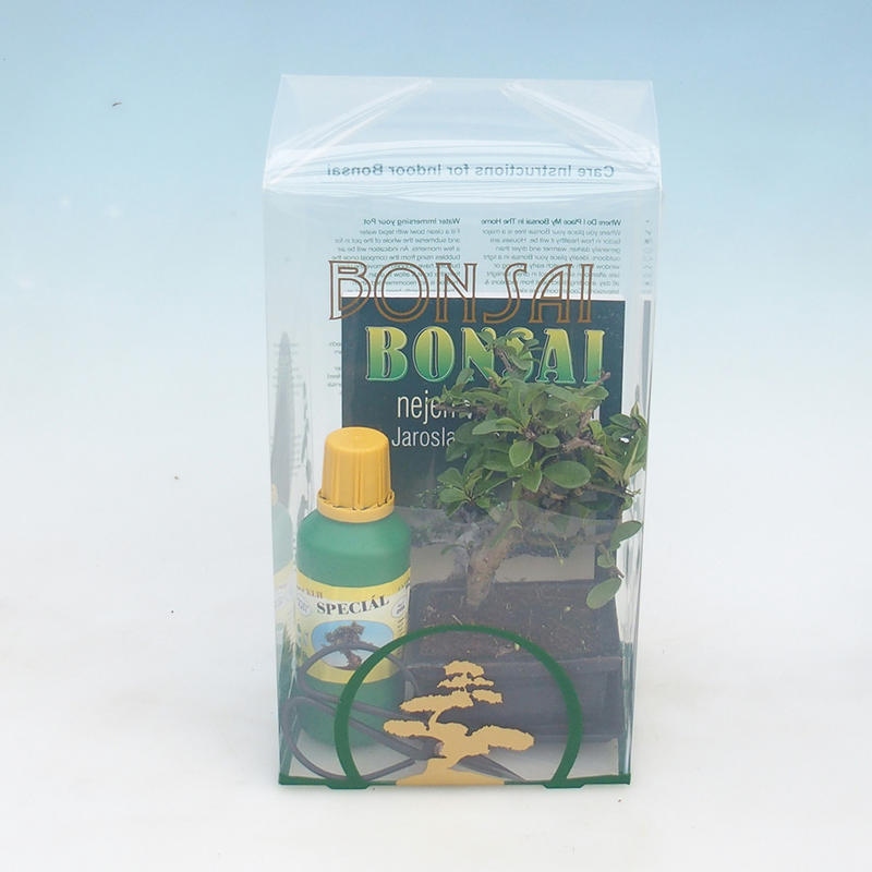 Room bonsai in a gift box