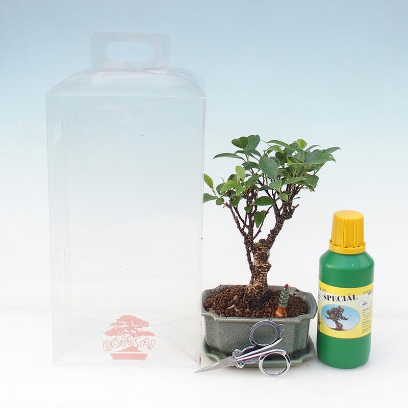 Indoor bonsai in a gift box - Small-leaved ficus - Ficus retusa