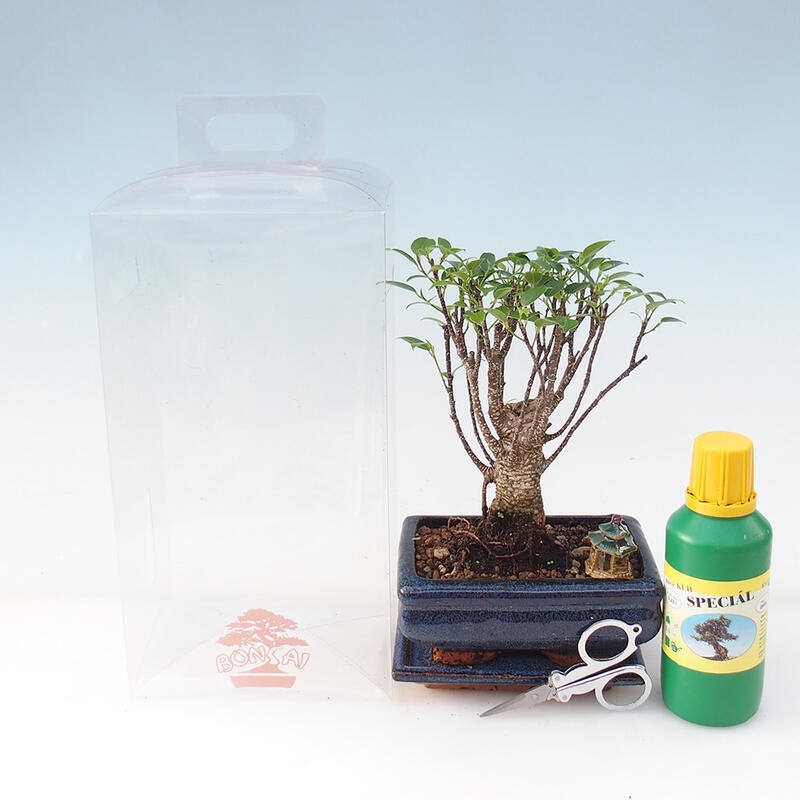 Indoor bonsai in a gift box - Small-leaved ficus - Ficus retusa