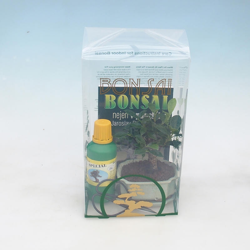 Room bonsai in a gift box