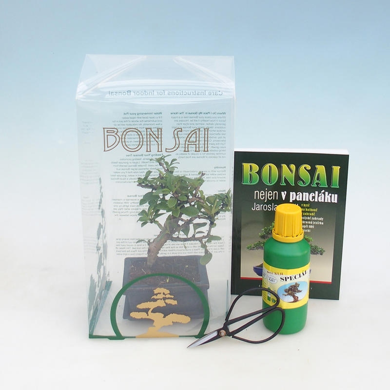 Room bonsai in a gift box