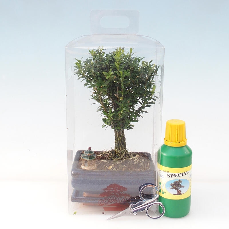 Indoor bonsai in a gift box - Cork buxus - Buxus harlandii