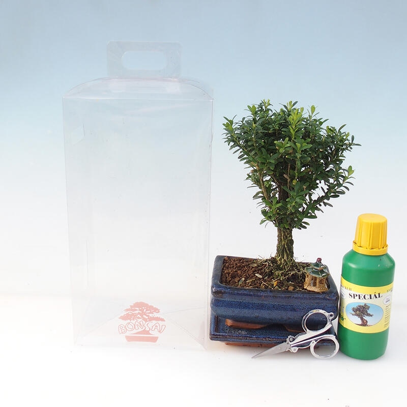 Indoor bonsai in a gift box - Cork buxus - Buxus harlandii