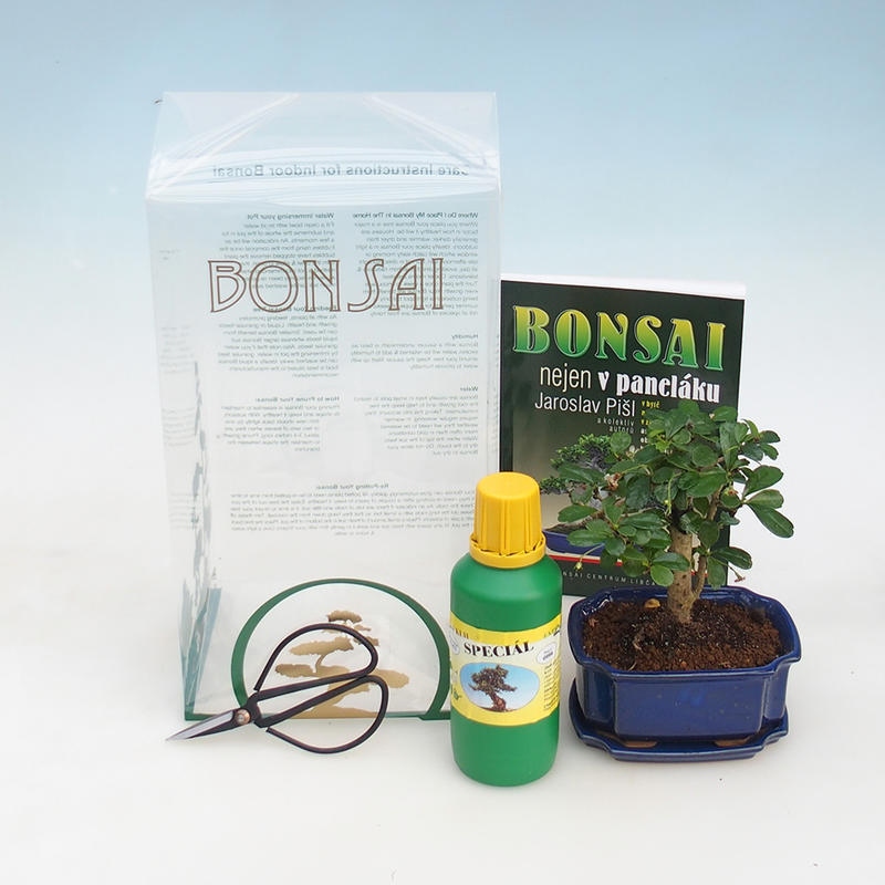 Room bonsai in a gift box