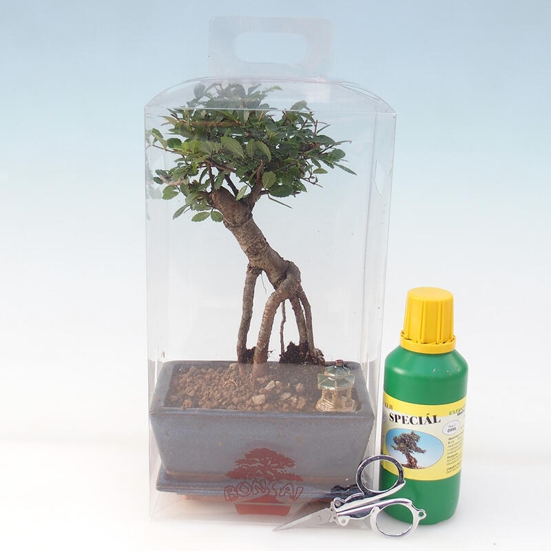 Indoor bonsai in a gift box - Indoor elm - Ulmus parvifolia