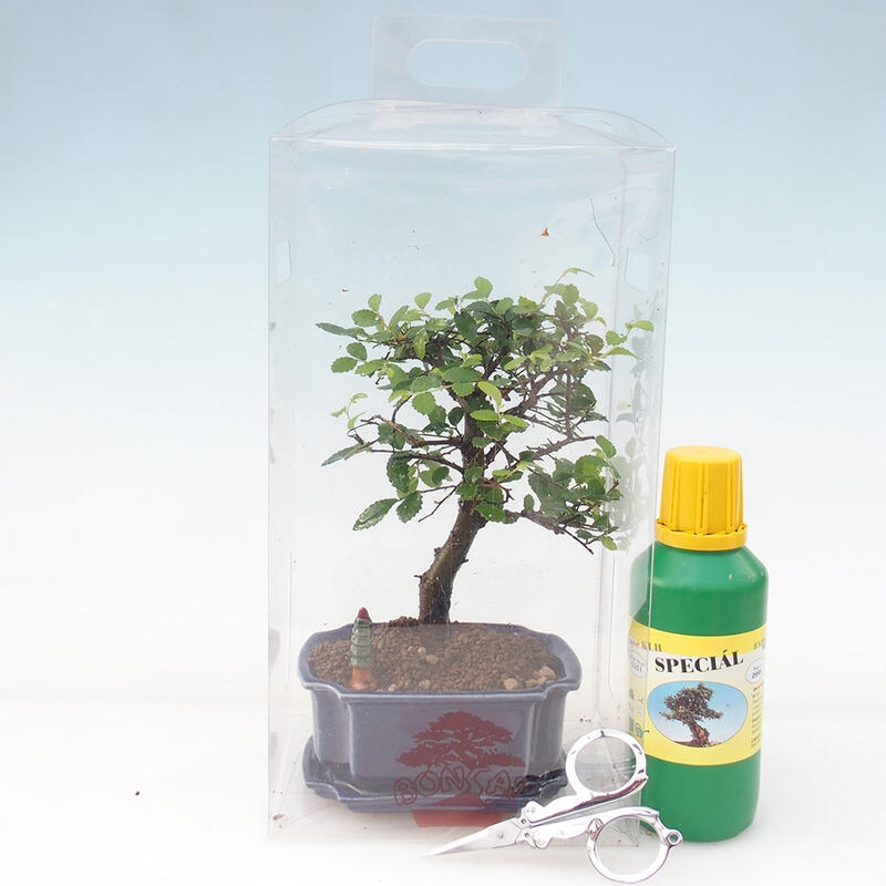 Indoor bonsai in a gift box - Indoor elm - Ulmus parvifolia