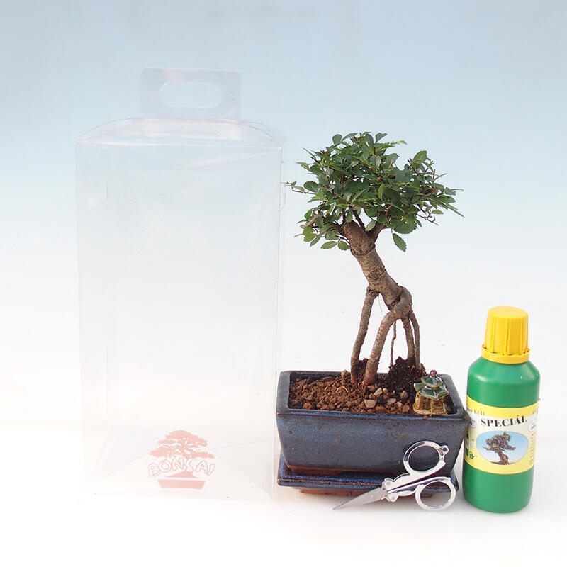 Indoor bonsai in a gift box - Indoor elm - Ulmus parvifolia