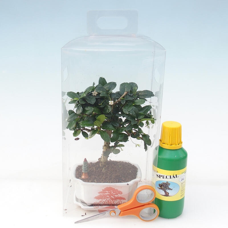 Indoor bonsai in a gift box for girls - Chai-fuki - Carmona microphylla