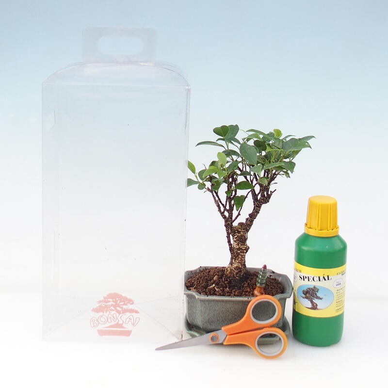 Indoor bonsai in a gift box for girls - Small-leaved ficus - Ficus retusa