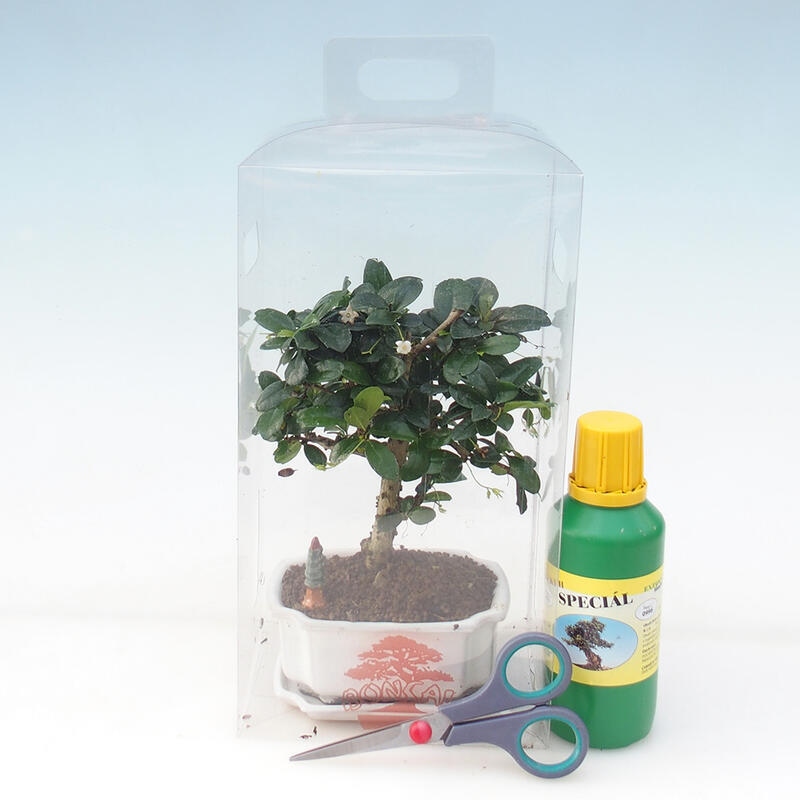 Indoor bonsai in a gift box for boys - Chai-fuki - Carmona microphylla