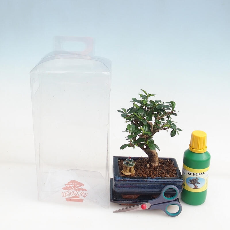 Indoor bonsai in a gift box for boys - Chai-fuki - Carmona microphylla