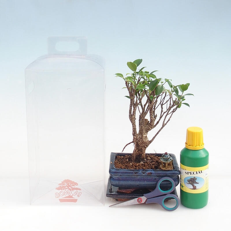 Indoor bonsai in a gift box for boys - Small-leaved ficus - Ficus retusa