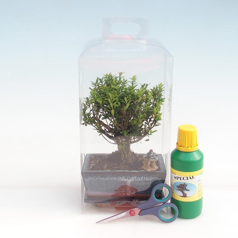 Indoor bonsai in a gift box for boys - Cork buxus - Buxus harlandii