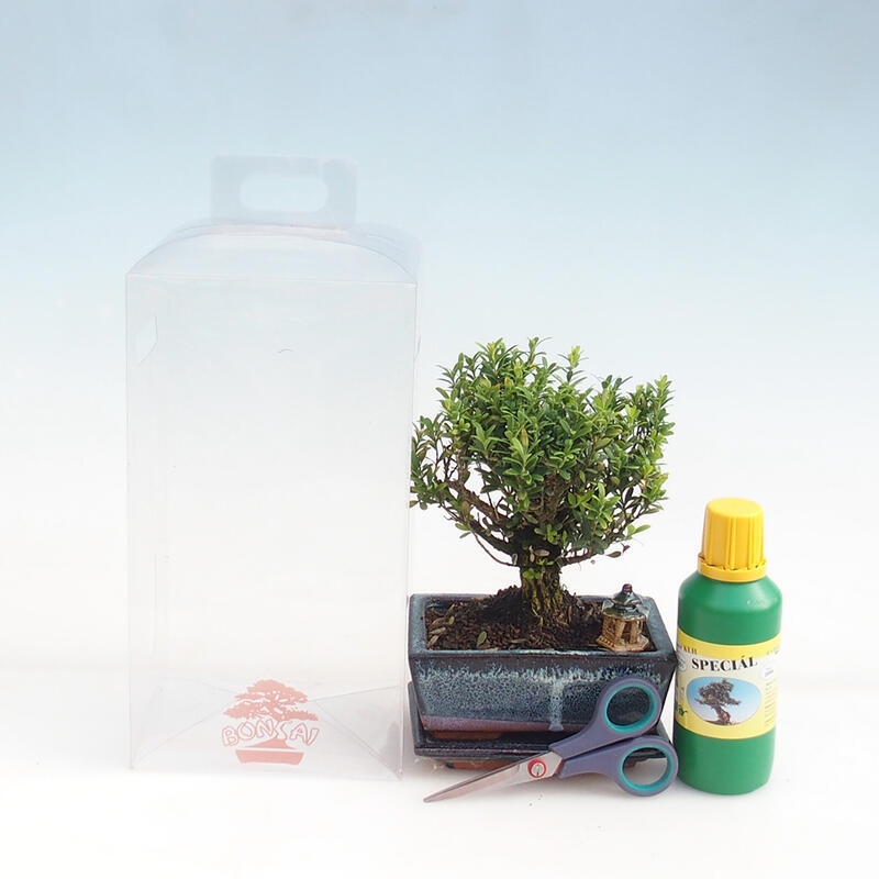 Indoor bonsai in a gift box for boys - Cork buxus - Buxus harlandii