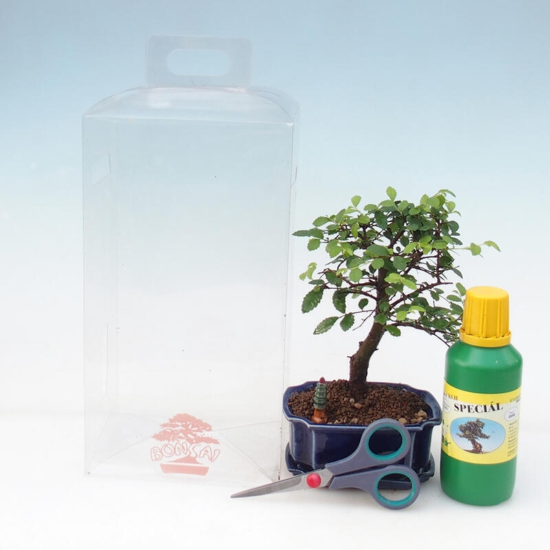 Indoor bonsai in a gift box for boys - Indoor elm - Ulmus parvifolia