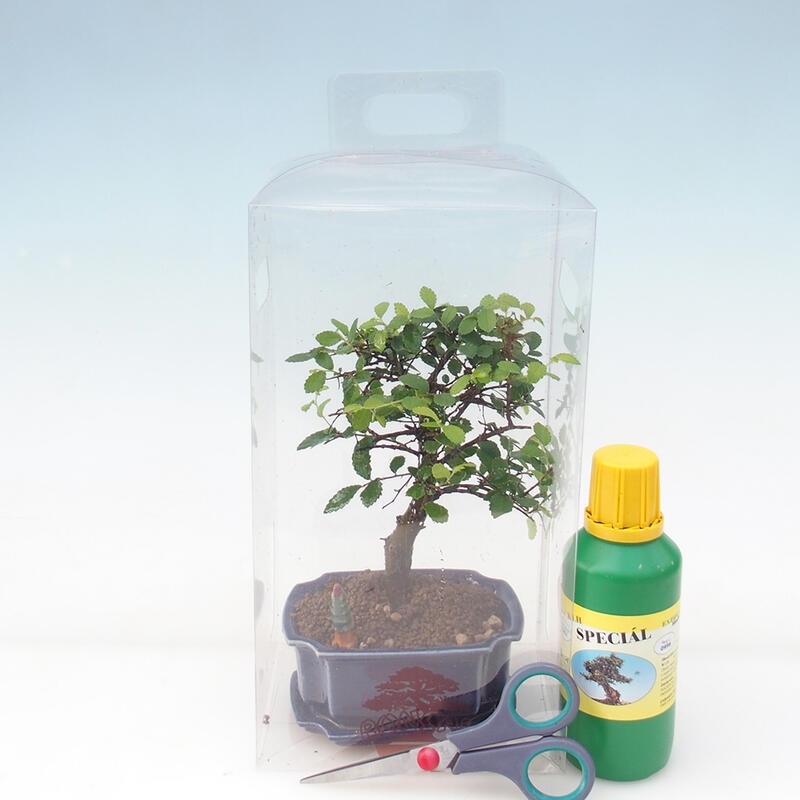 Indoor bonsai in a gift box for boys - Indoor elm - Ulmus parvifolia