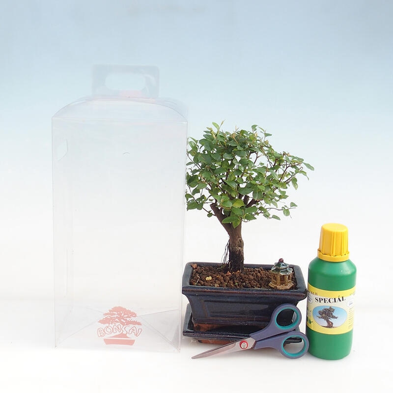 Indoor bonsai in a gift box for boys - Sageretia thea