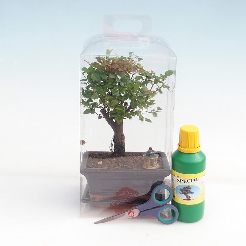 Indoor bonsai in a gift box for boys - Sageretia thea