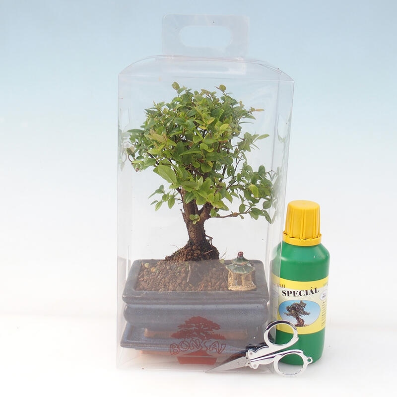 Indoor bonsai in a gift box - Sageretia thea