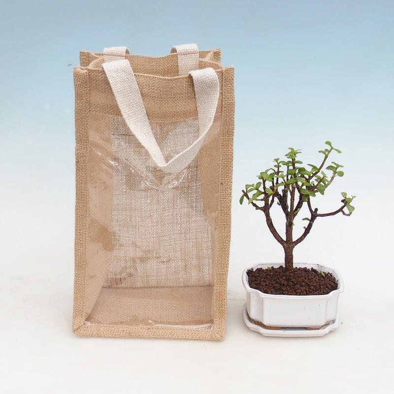 Room bonsai in a gift bag - JUTA