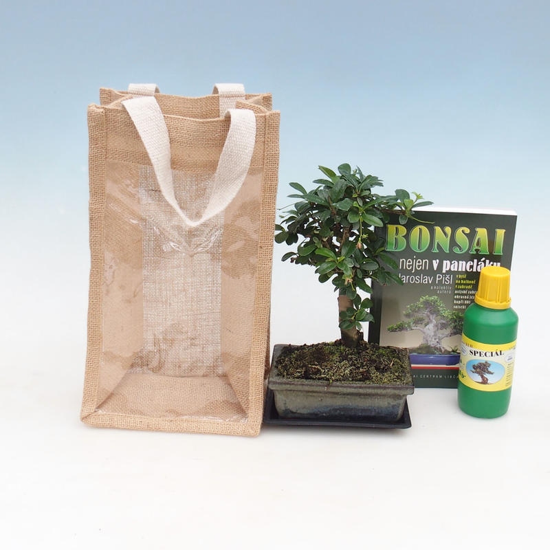 Room bonsai in a gift bag - JUTA