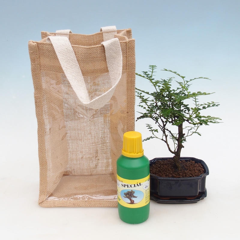 Room bonsai in a gift bag - JUTA