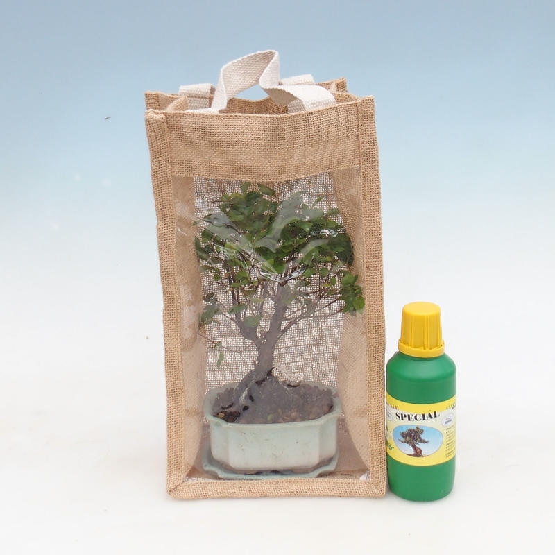 Room bonsai in a gift bag - JUTA