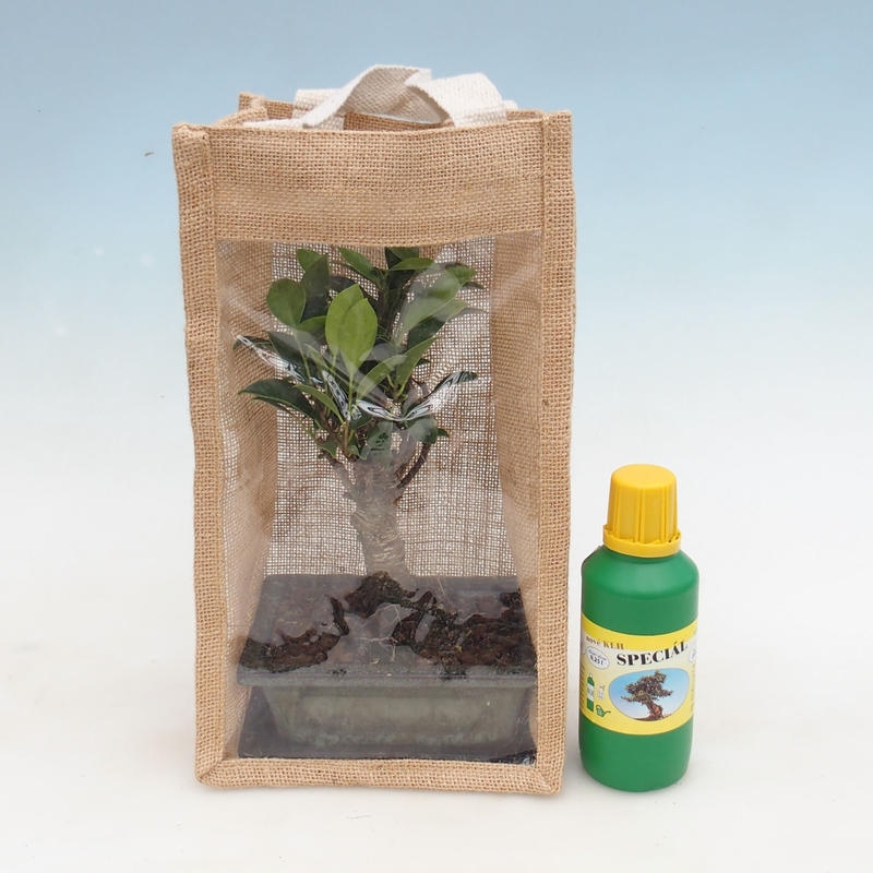 Room bonsai in a gift bag - JUTA