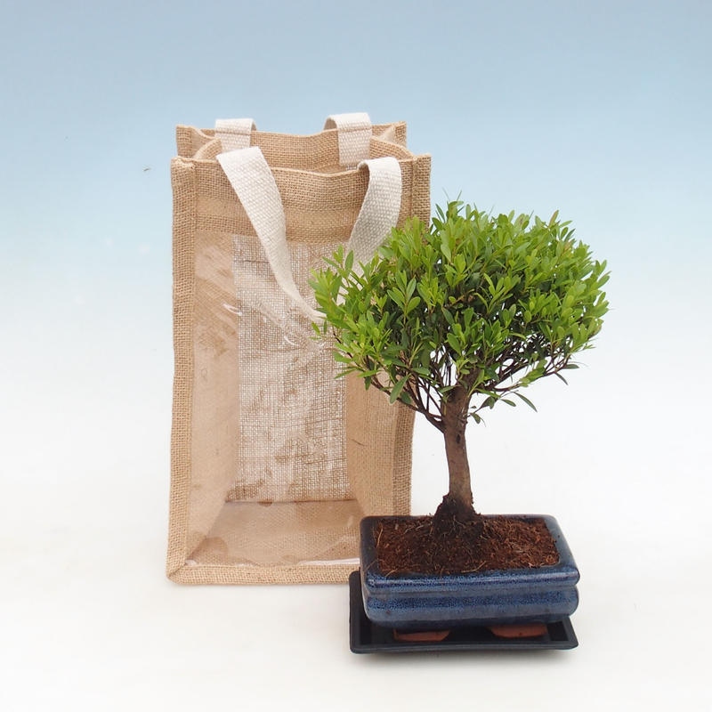 Room bonsai in a gift bag - JUTA