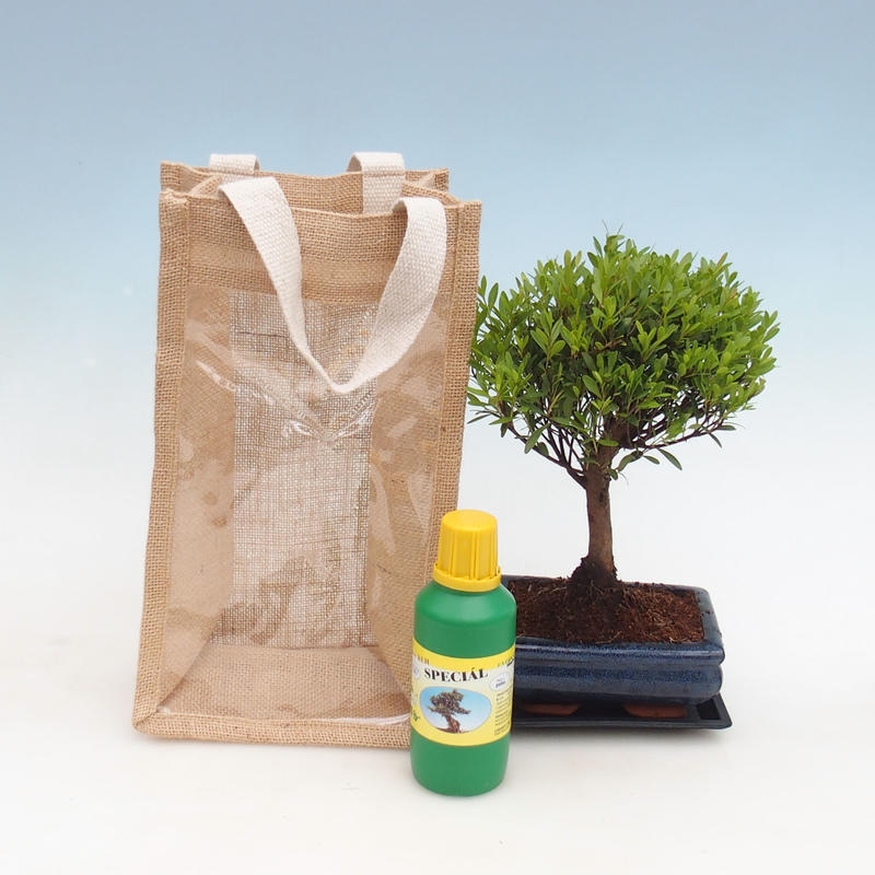 Room bonsai in a gift bag - JUTA