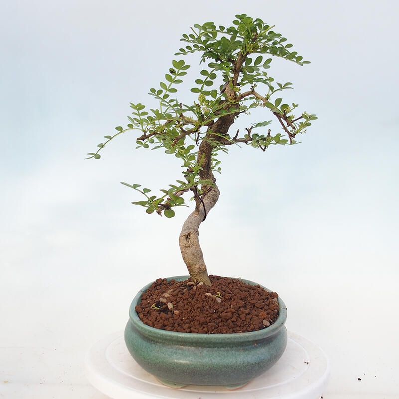 Indoor bonsai - Zantoxylum piperitum - Peppermint