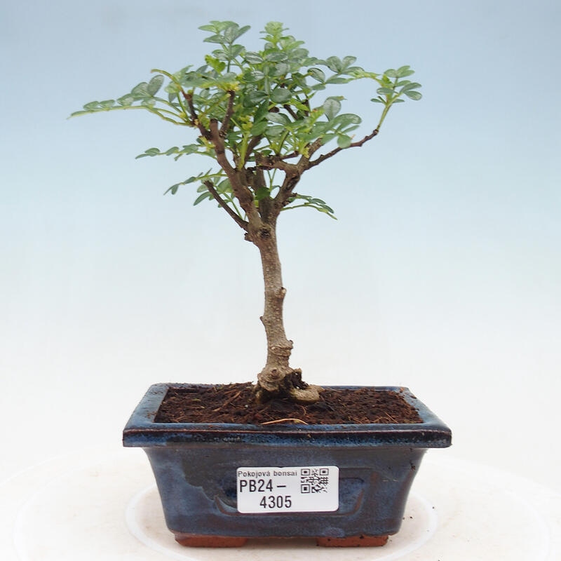 Indoor bonsai - Zantoxylum piperitum - Pepper tree