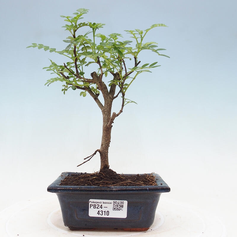 Indoor bonsai - Zantoxylum piperitum - Pepper tree