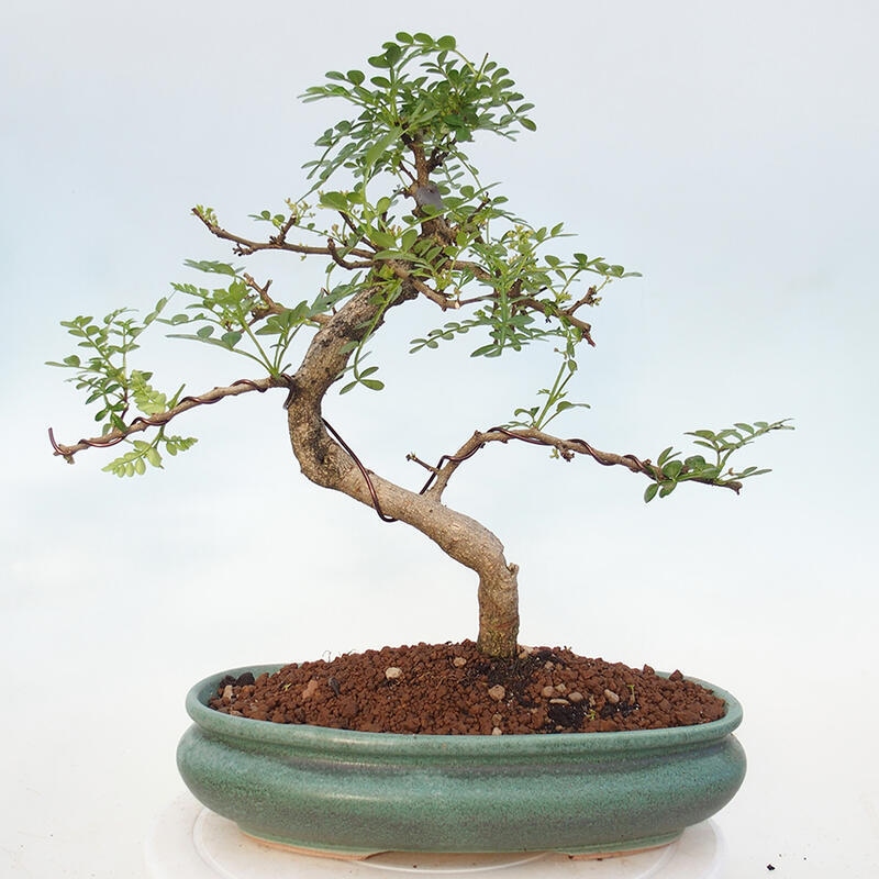 Indoor bonsai - Zantoxylum piperitum - Peppermint