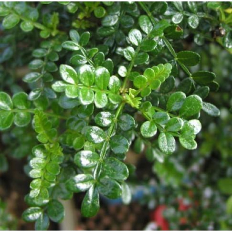 Indoor bonsai - Zantoxylum piperitum - Pepper tree