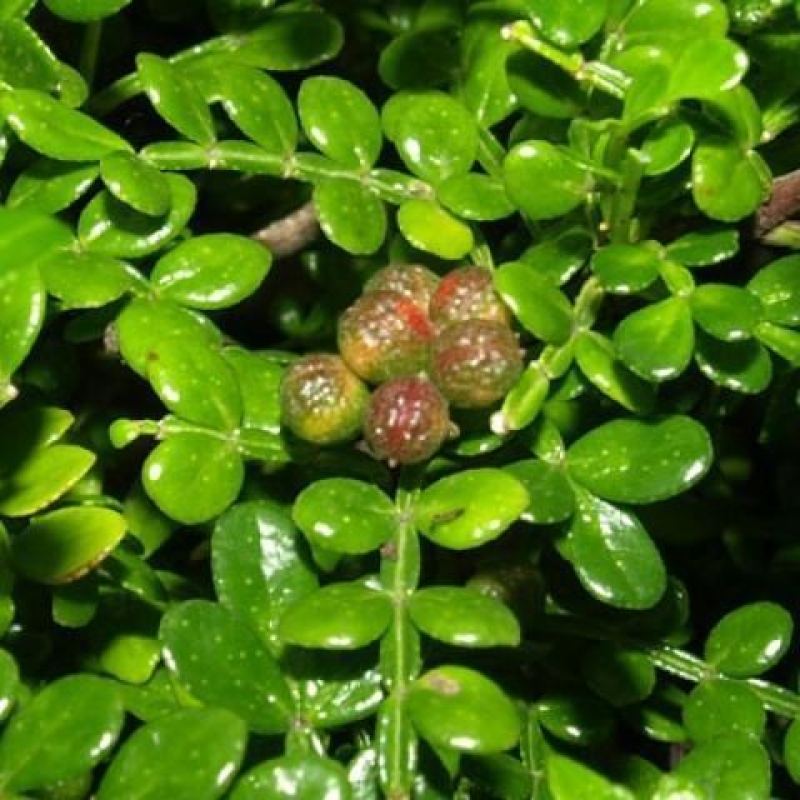 Indoor bonsai - Zantoxylum piperitum - Peppermint