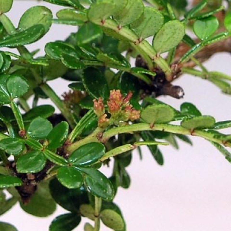 Indoor bonsai - Zantoxylum piperitum - Peppermint