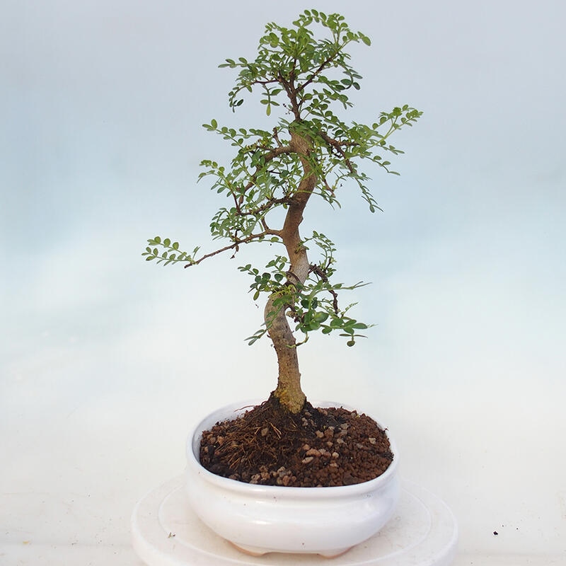 Indoor bonsai - Zantoxylum piperitum - Peppermint