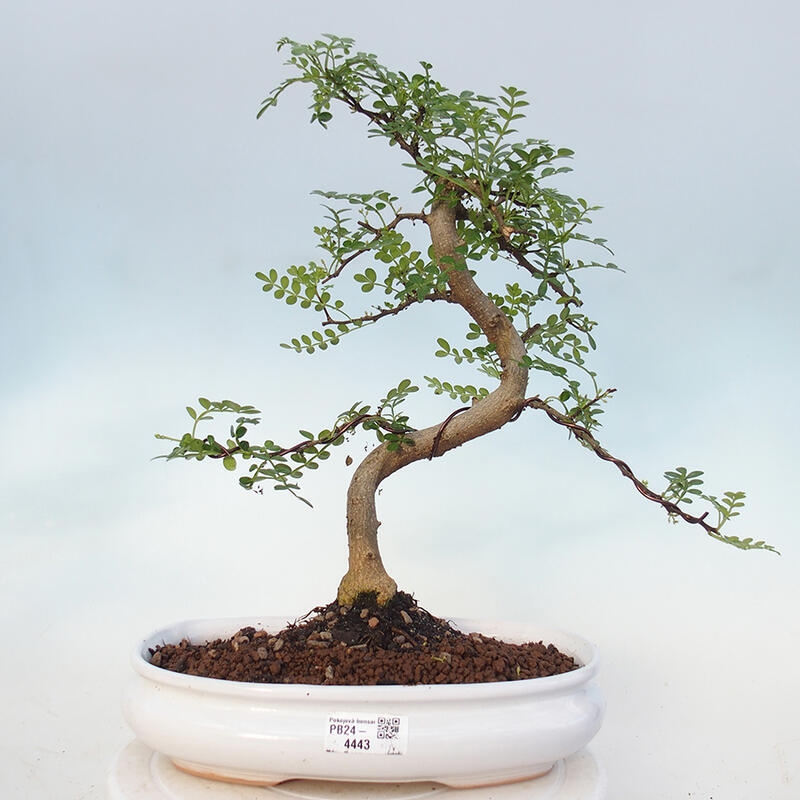 Indoor bonsai - Zantoxylum piperitum - Peppermint