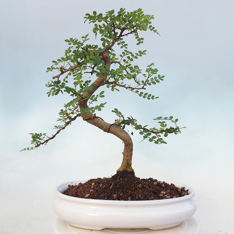 Indoor bonsai - Zantoxylum piperitum - Peppermint