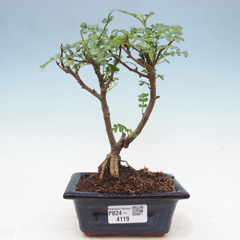 Indoor bonsai - Zantoxylum piperitum - Pepper tree